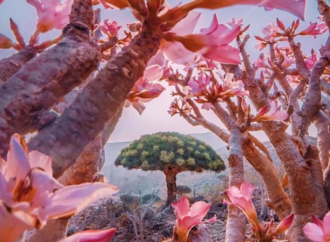 Дивото зове